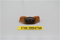 藏品(隆背大眼蟹)的圖片